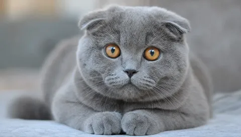 Scottish Fold