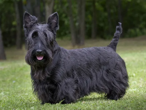 Scottish Terrier