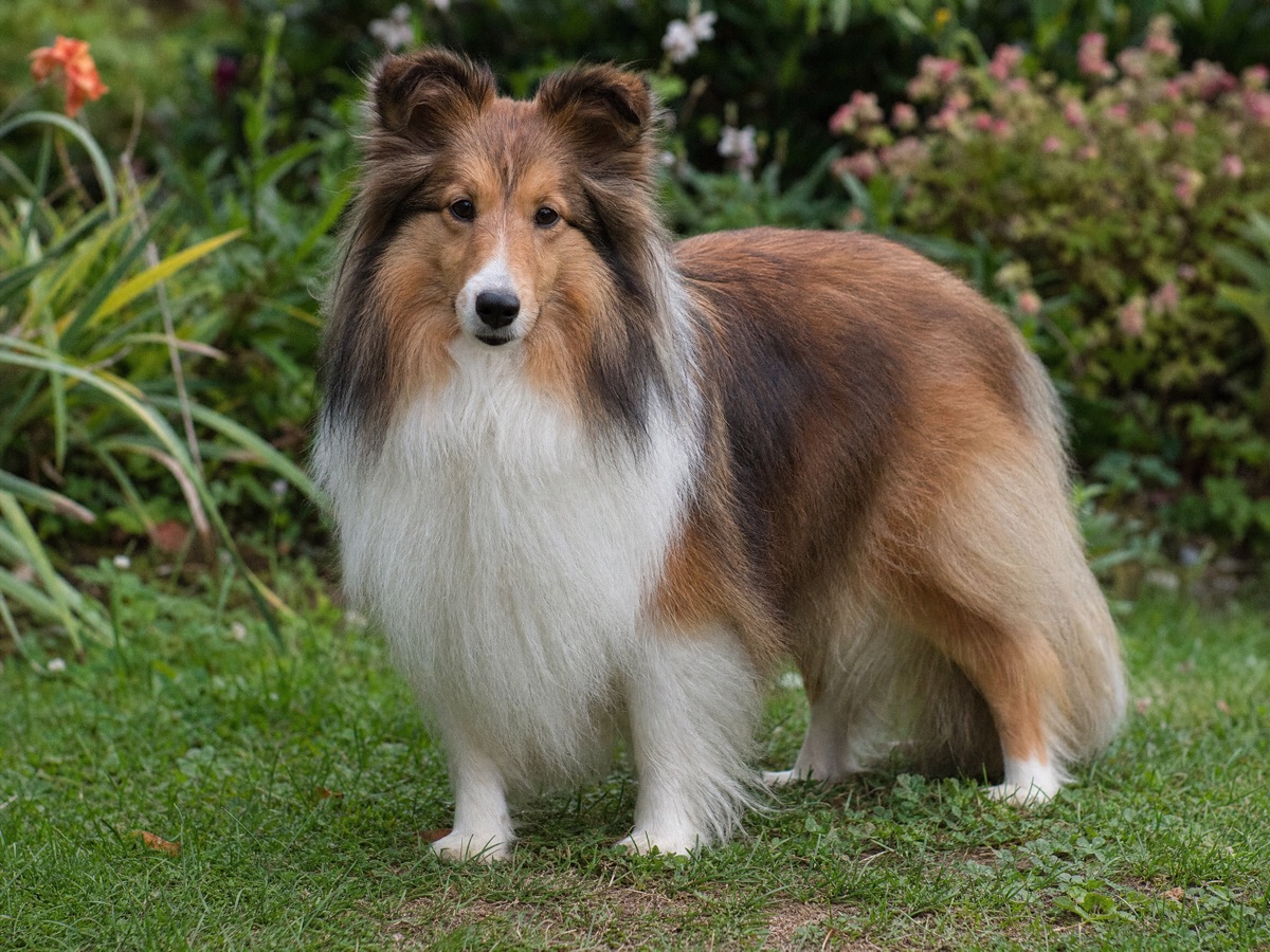 Shetland Sheepdog