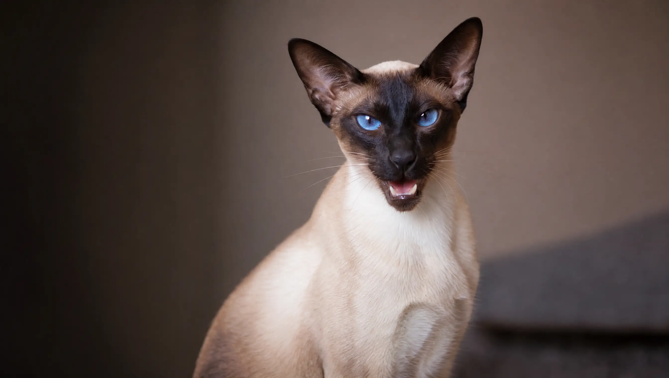 Siamese