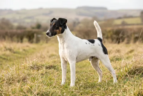 Smooth Fox Terrier