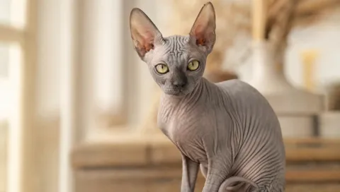 Sphynx