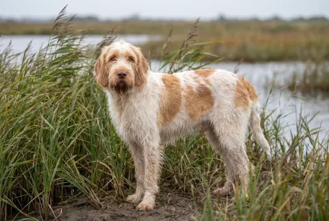 Spinone Italiano