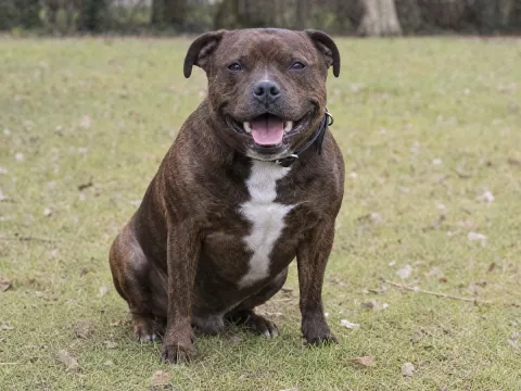 Staffordshire Bull Terrier