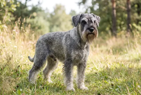 Standard Schnauzer