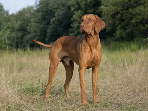 Vizsla