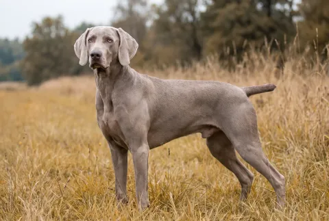 Weimaraner