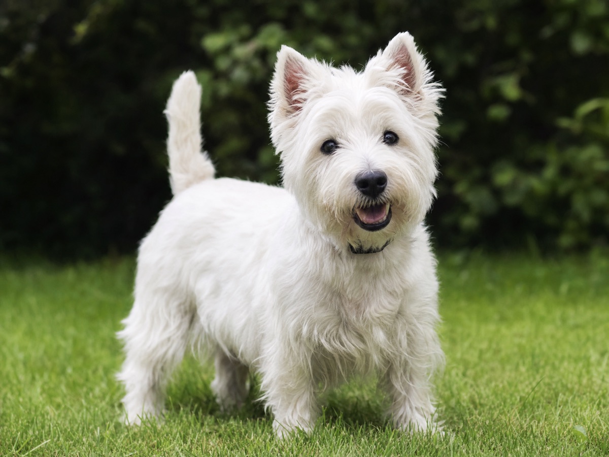 West Highland White Terrier