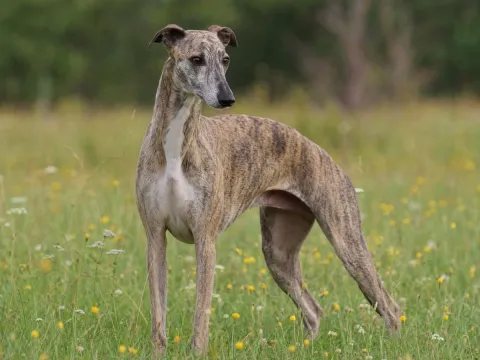 Whippet