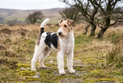 Wire Fox Terrier