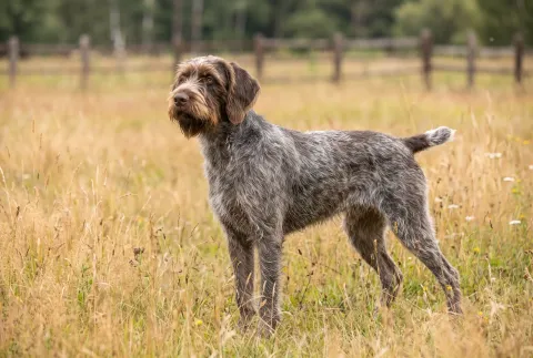 Wirehaired Pointing Griffon