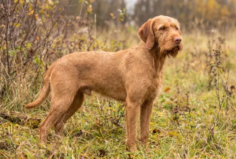 Wirehaired Vizsla