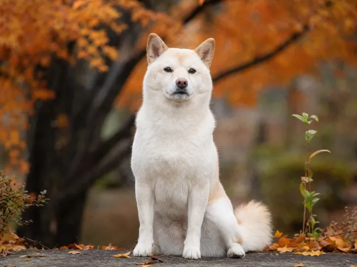 Cream Shiba Inu card