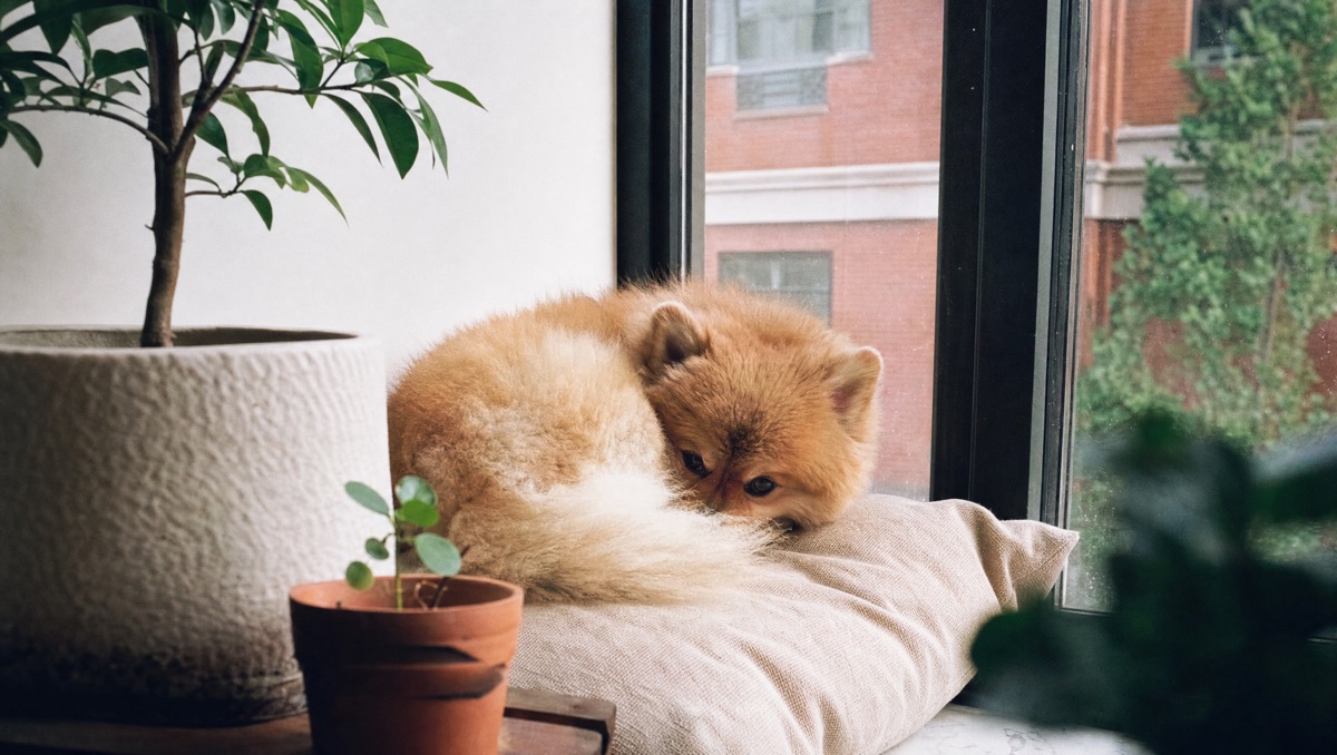 Best small dogs