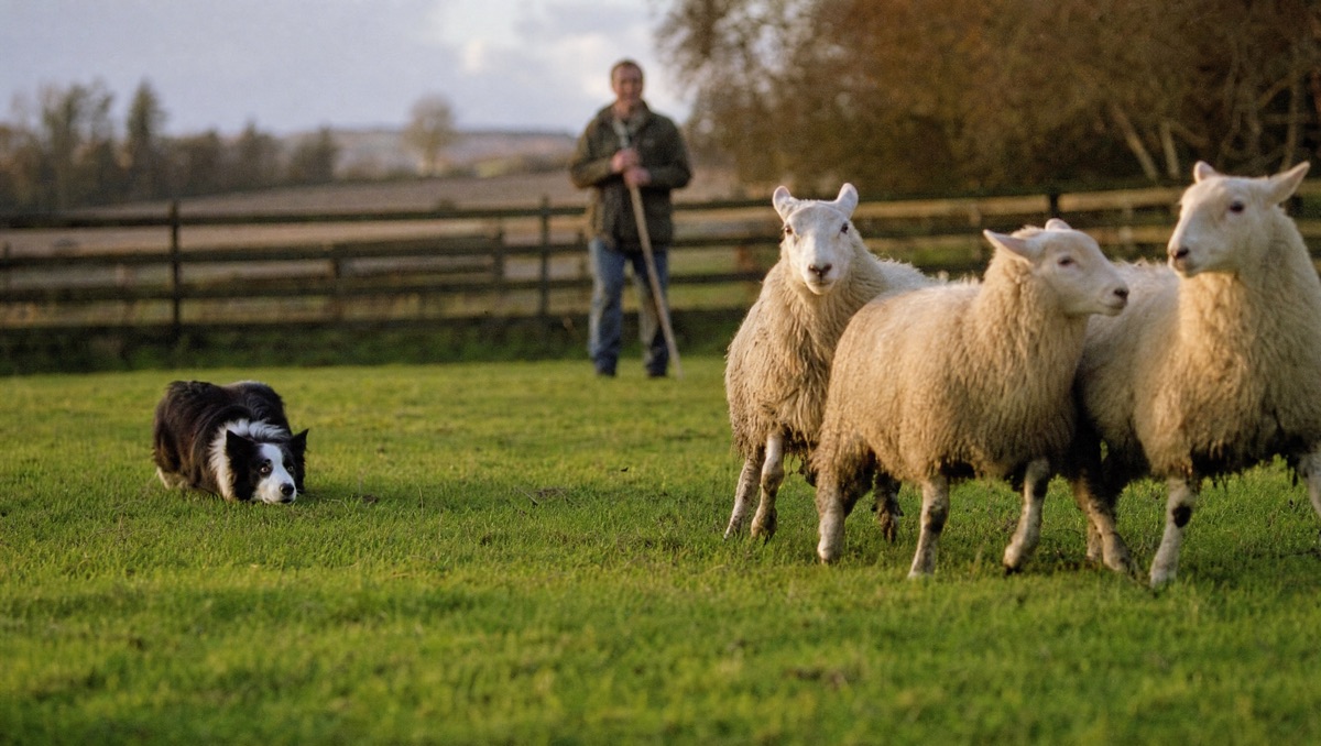 Herding dogs