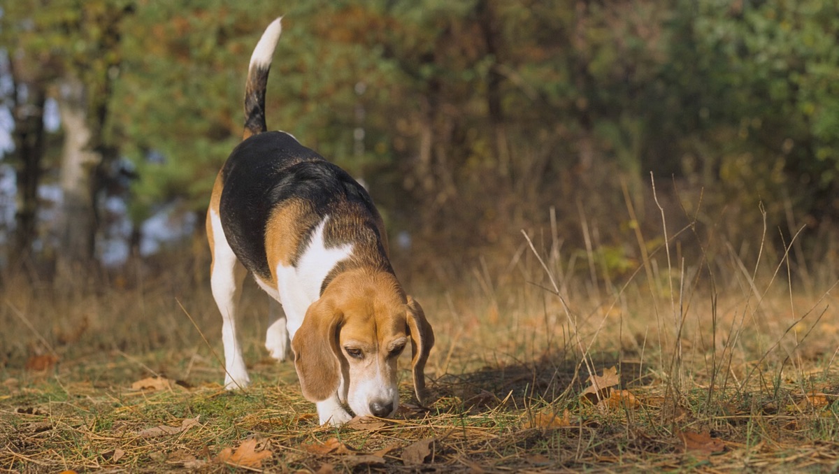 Hounds
