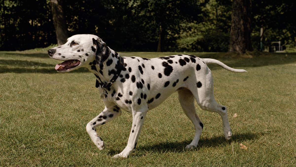 Non-sporting dogs