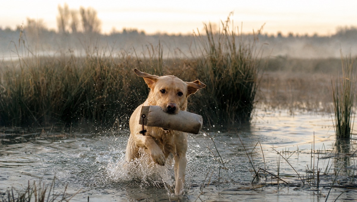 Sporting dogs