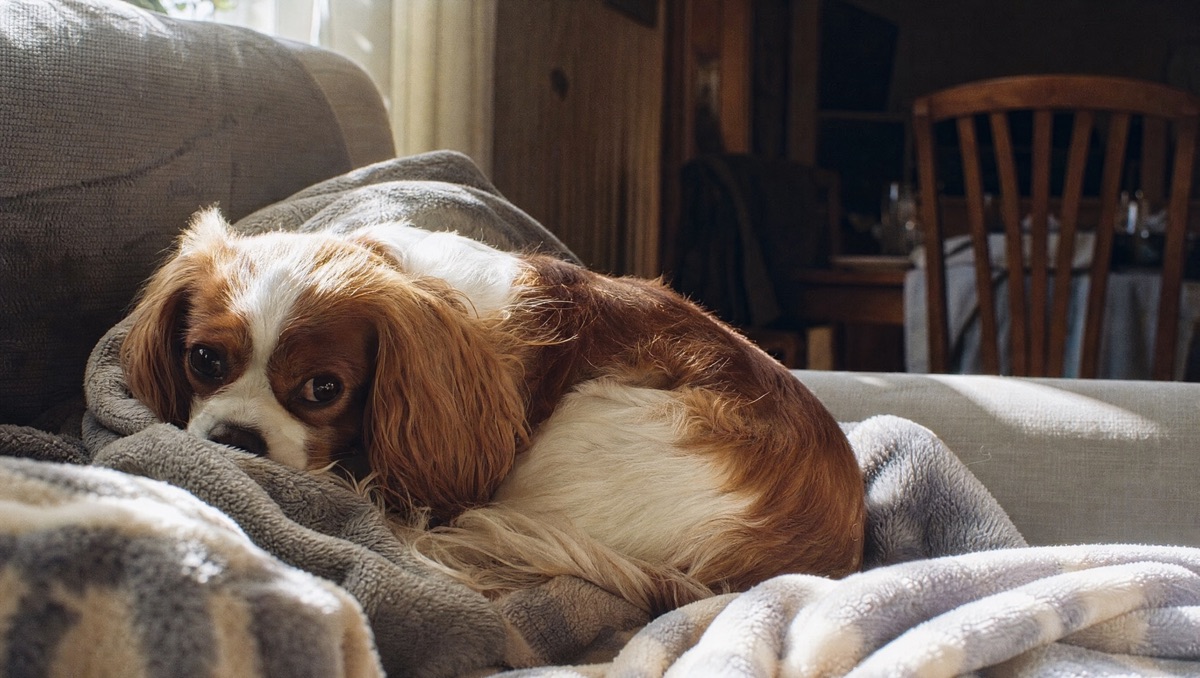 Toy & companion dogs
