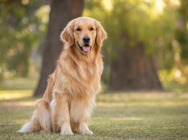 Golden Retriever
