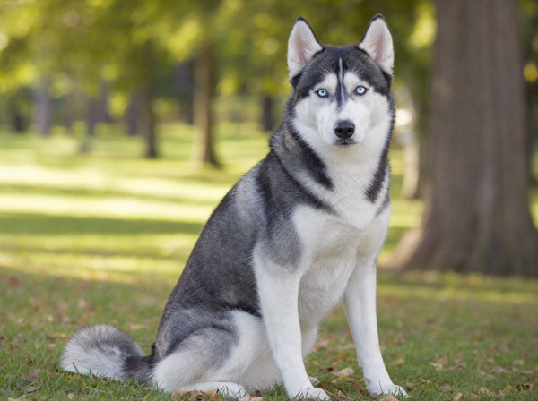 Siberian Husky