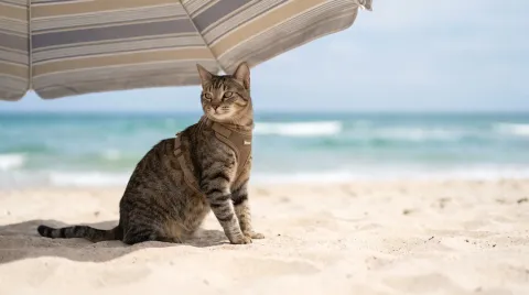 Summer safety