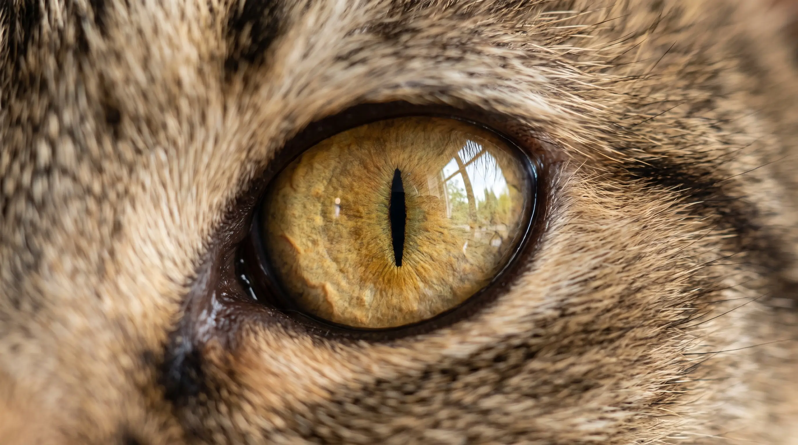 Macro photograph of a cat's amber eye with a narrow vertical slit pupil in bright daylight