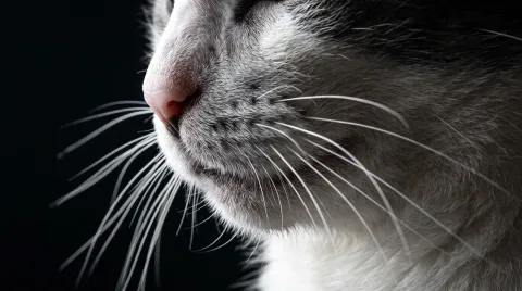 Backlit macro profile of a cat's muzzle with every long white whisker individually visible