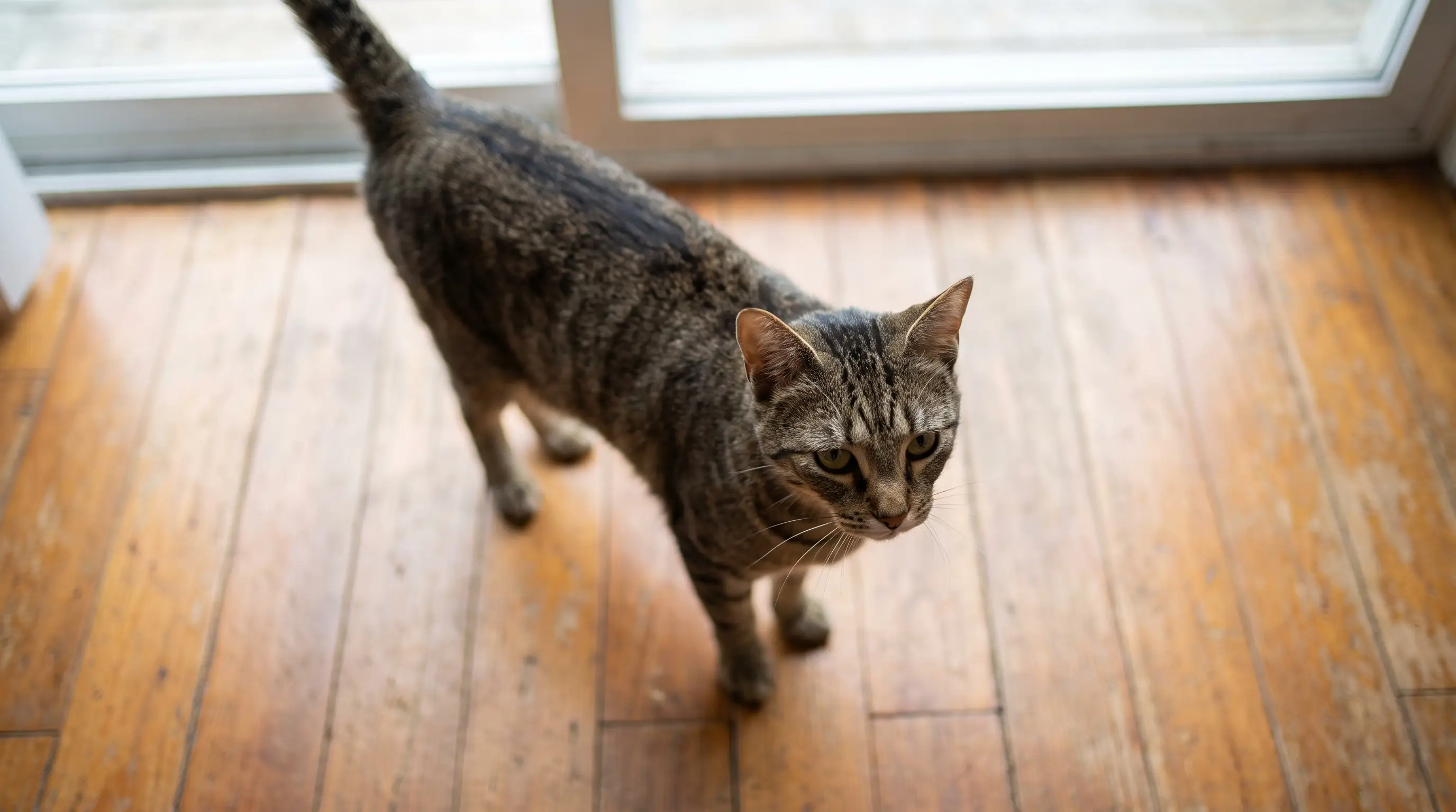 A lean, healthy short-haired cat photographed from above showing a clear waist behind the ribs