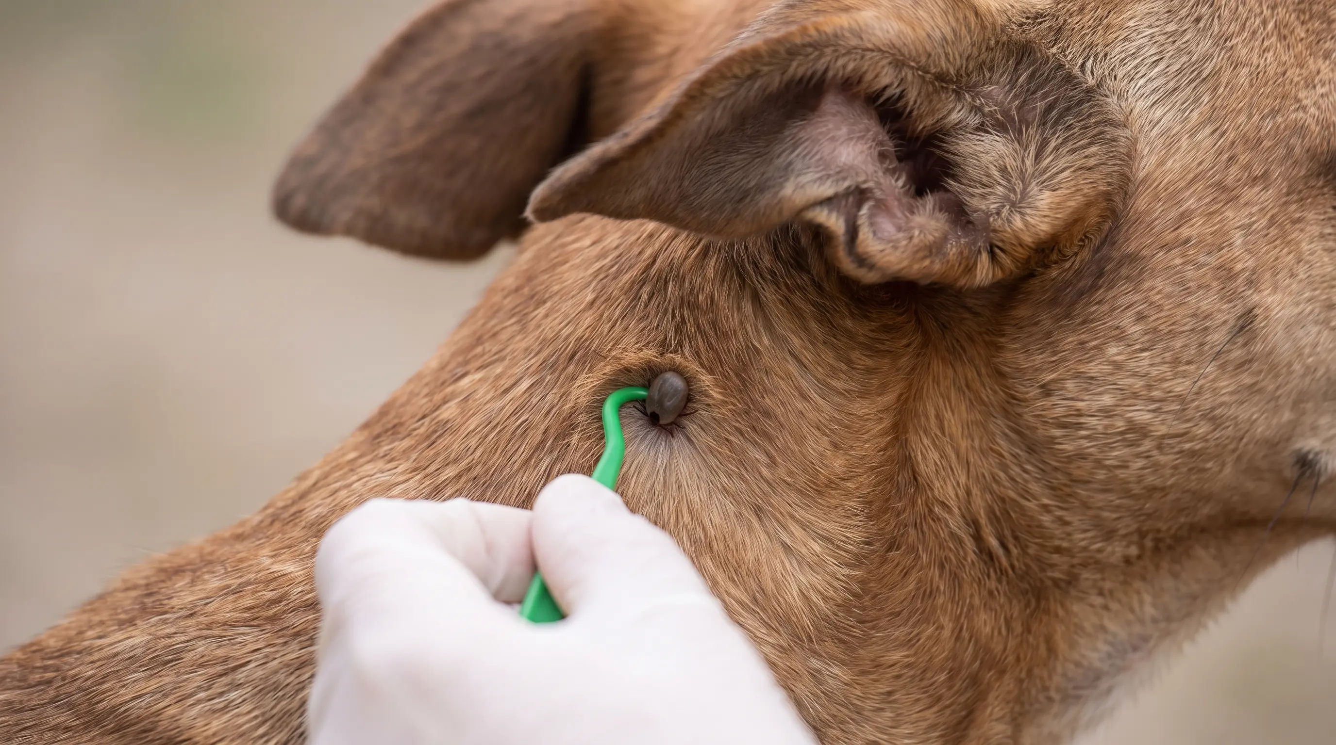 Person using a plastic tick-removal hook to lift a tick from a dog's skin at the base of the fur