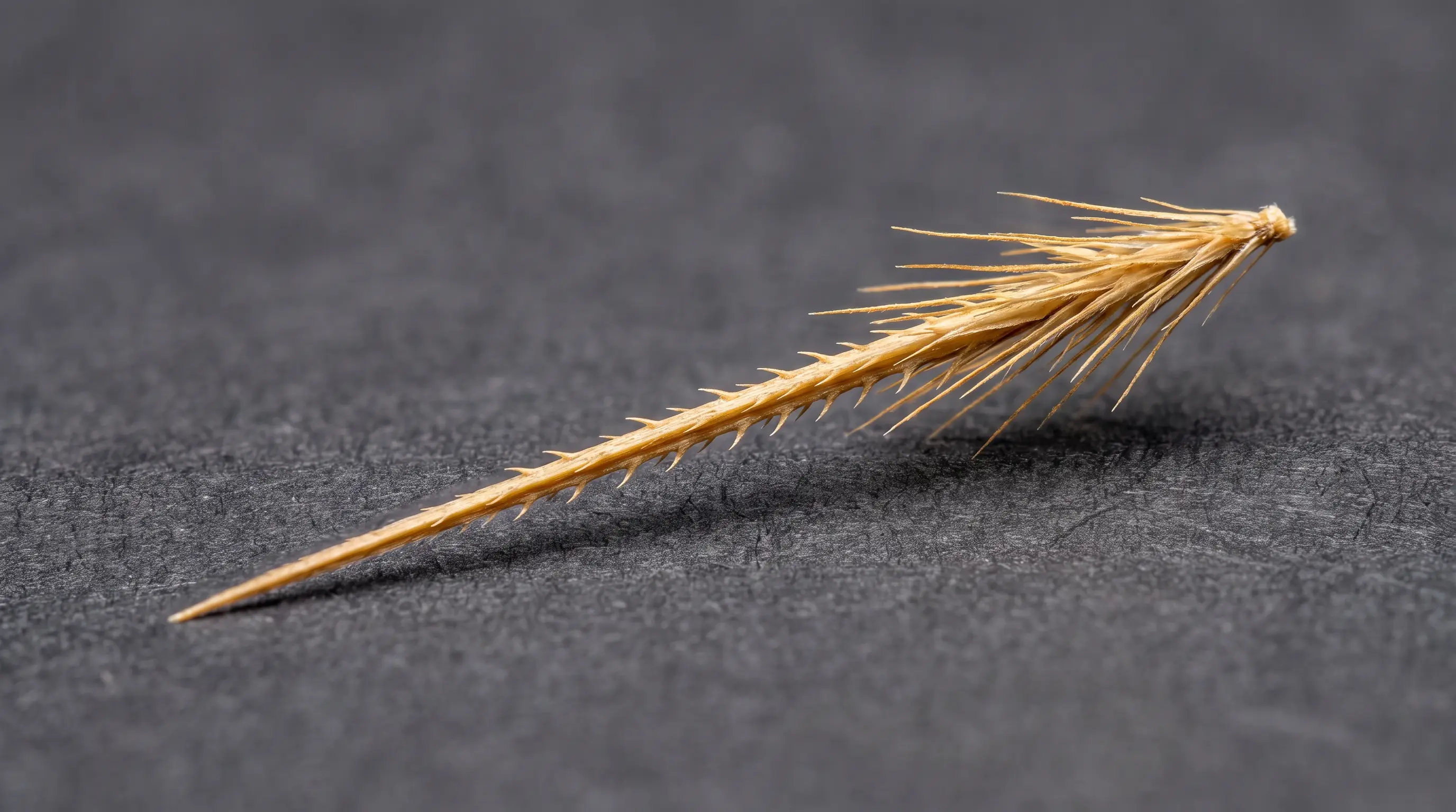 Macro photograph of a single foxtail awn showing rows of backward-facing barbs along its shaft