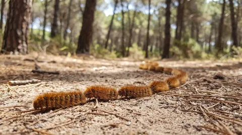 A line of hairy processionary caterpillars crawling head to tail across a pine-needle forest floor