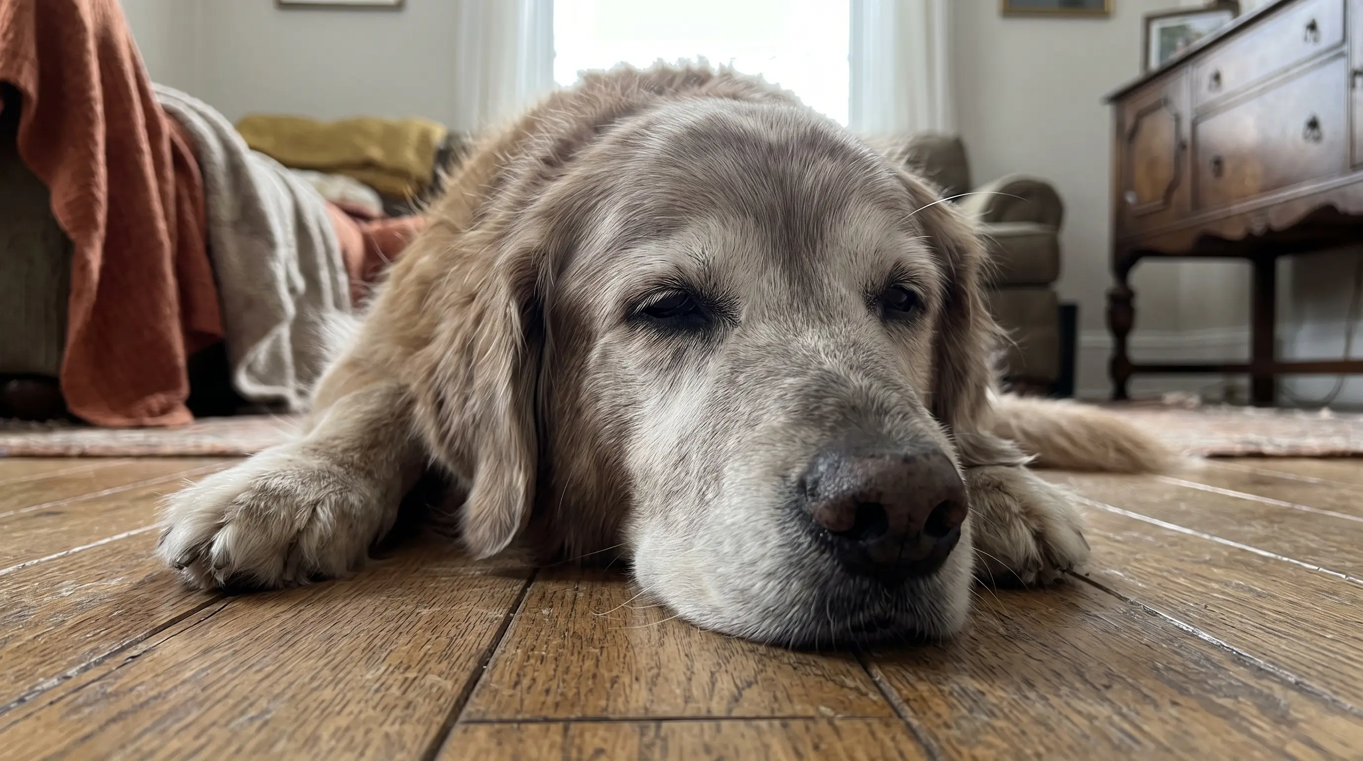 Elderly dog resting its chin on the floor, eyes half closed, calm expression