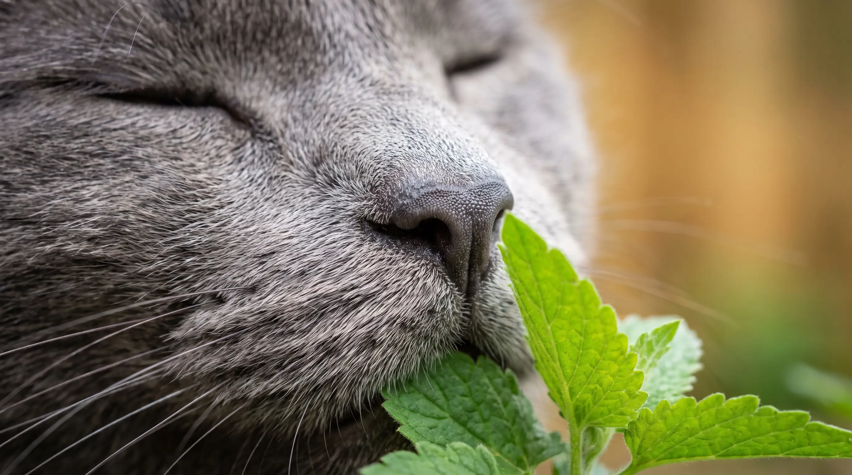 Close-up of a cat sniffing fresh green catnip leaves